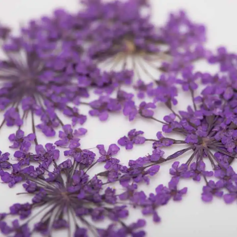 Nailart Trockenblumen - violett