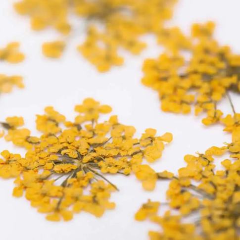 Nageldekoration Getrocknete Blumen - Orange