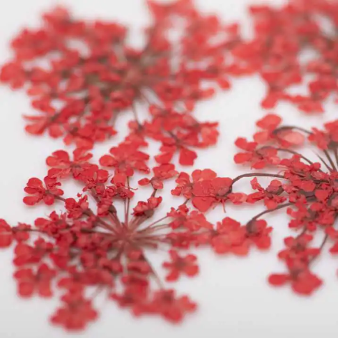 Nageldekoration getrocknete Blumen - Rot