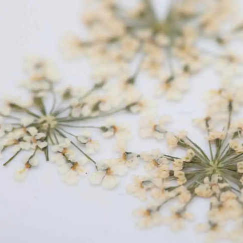 Nageldekorationen getrocknete Blumen - Weiß