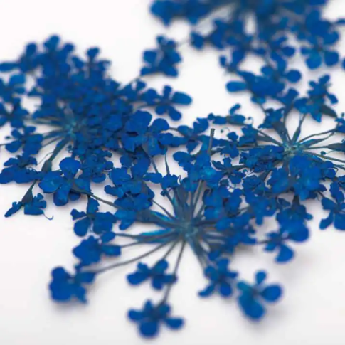 Nageldekoration Getrocknete Blumen - Blau