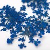 Nageldekoration Getrocknete Blumen - Blau