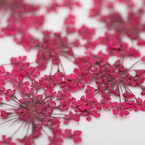 Fuchsia Getrocknete Blume Nagelschmuck