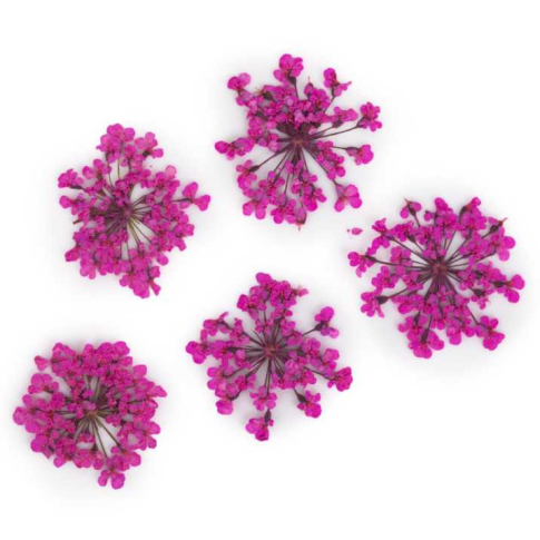 Nageldekoration Getrocknete Blumen - Rosa