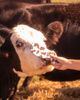 Framar Yeehaw Entwirrungsbürste mit Kuhfellborsten