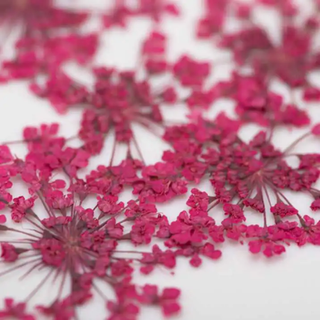 Fuchsia Getrocknete Blume Nagelschmuck 