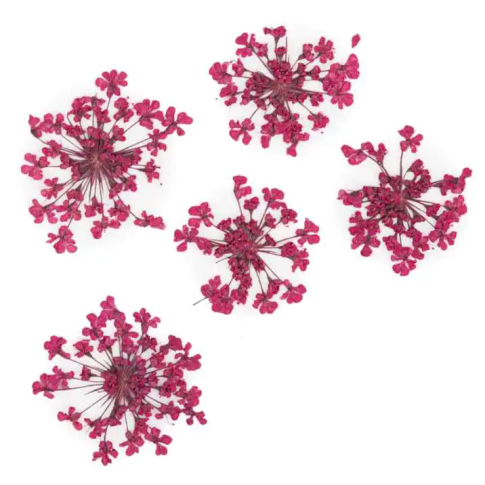 Fuchsia Getrocknete Blume Nagelschmuck